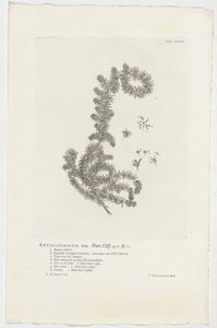 Anthospermum aethiopicum Anthospermum mas. Hort. Cliff. 455 sp. 1 door Jan Wandelaar