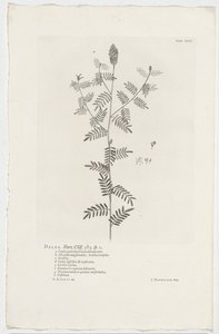 Dalea alopecuroides door Jan Wandelaar