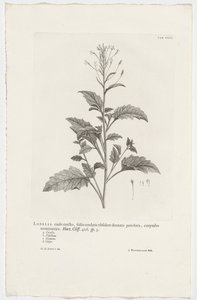 Lobelia cliffortiana (title on object)