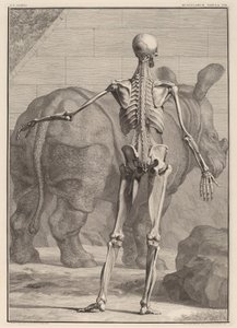 Spierplaat VIII