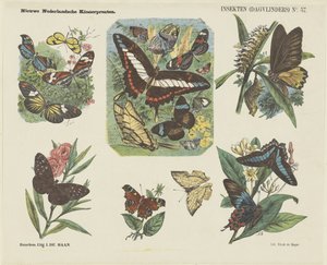 Insekten (dagvlinders) door Jan de Haan