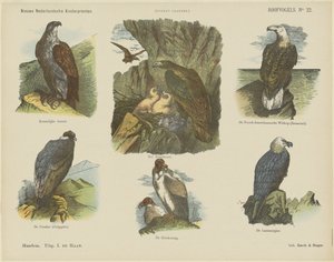 Roofvogels door Jan de Haan