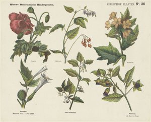Vergiftige planten (titel op object) Nieuwe Nederlandsche kinderprenten (serietitel op object) door Jan de Haan