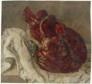 Anatomische studie van een menselijk hart