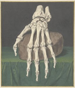 Skelet van een hand