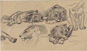 Studieblad met leeuwen