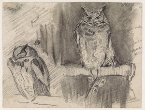 Twee studies van een uil door Jan van Essen