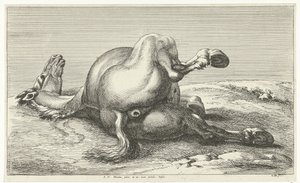 Gesneuveld paard