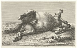 Gesneuveld paard liggend op de linkerzij