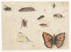 Blad met studies van negen insecten door Jan van Kessel (I)