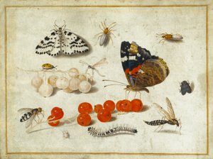Vlinder, rups, mot, insecten en bessen, ca. 1650-65