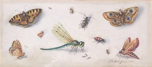 Insecten, vlinders en een libel, 17e eeuw door Jan van Kessel