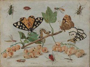 Insecten en fruit, ca. 1660-5 door Jan van Kessel the Elder