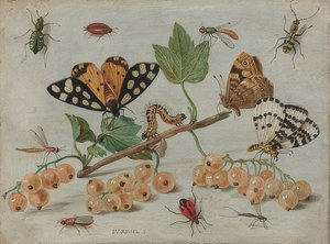 Insecten en fruit. Om 1660-65 door Jan van Kessel the Elder