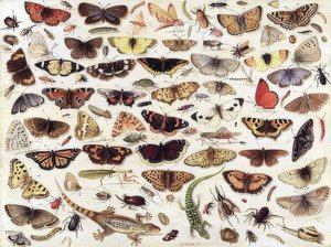 Studie van vlinders en andere insecten door Jan van Kessel the Elder