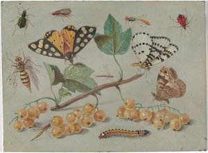 Studie van Vlinder en Insecten door Jan van Kessel the Elder
