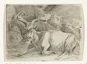 Twee geiten en twee schapen