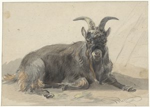 Liggende zwarte geitenbok