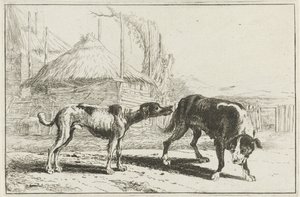 Reu en teef door Jan van den Hecke