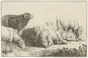 Schapen