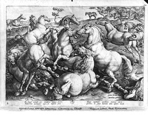 Paarden in het wild