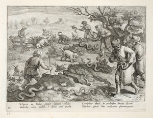 Italiaanse adders die padden eten, plaat 60, illustratie uit 