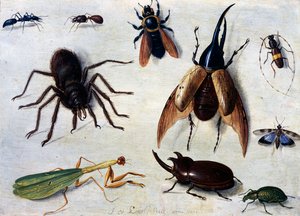Insecten door Jan van the Elder Kessel