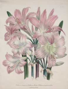 Belladonna-lelie: Amaryllis belladonna door Jane Loudon