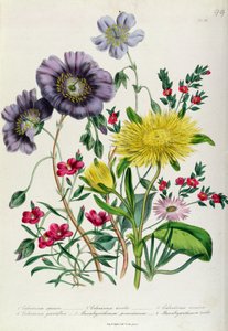 Calandrinia, plaat 18 uit 