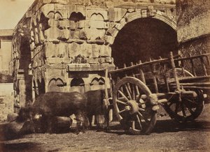 Buffelkar, Rome
