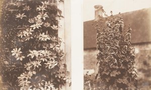 Clematis Cerulea, Stokrozen, 1853-56