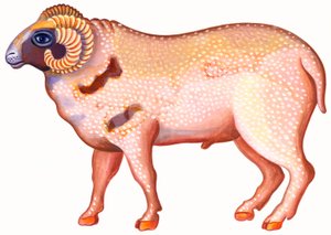 Ram de Ram door Jane Tattersfield