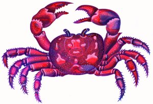 Kreeft de Krab