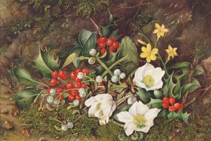 Hulst en Kerstroosjes