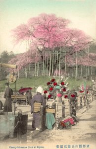 Kersenbloesems, Gion, Kyoto, Japan