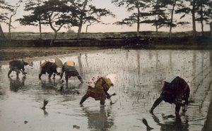 Vijf boeren herplanten rijst in een rijstveld, 1890