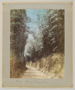 Weg door een bamboebos, Japan