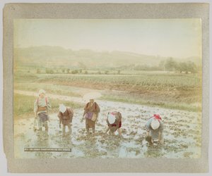 Rijstscheuten verplanten, Japan (handgekleurde zwart-wit foto)