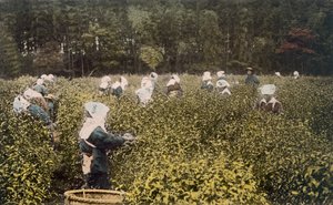 Vrouwen die thee plukken, met mannelijke opzichter, 1890