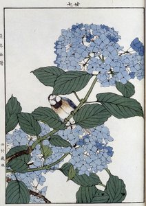 Vogel in hortensia