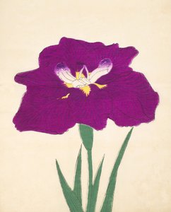 Hizume-no.-Hyoshi, nr.29, 1898