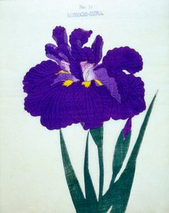 Komochi-Guma nr.14, 1898