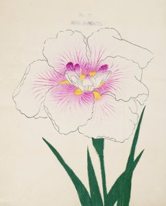 Misuji-no.-Ito, nr.17, 1898