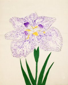 Yamato-Nishiki, No. 31, 1890