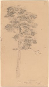 Pijnboom