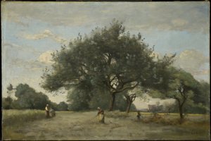 Appelbomen in een veld