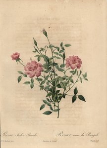 Roze miniatuur Chinese roos, Rosa chinensis