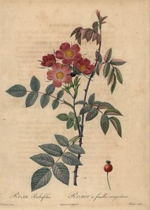 Redleaf roos, Rosa glauca