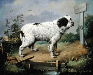 Een Newfoundland op een dijk