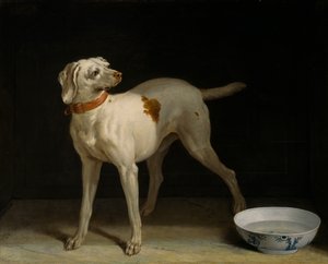 Hond
